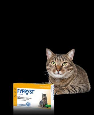 KRKA Fypryst Spot-On dla kotów 3 pipety