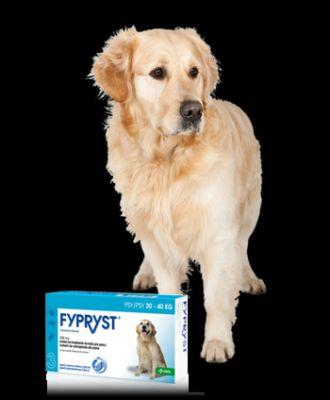 KRKA Fypryst Spot-On dla psów 20-40 kg 3 pipety