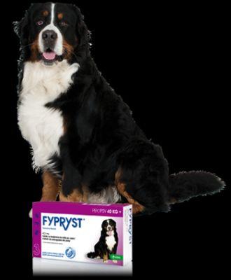 KRKA Fypryst Spot-On dla psów 40-60 kg 3 pipety